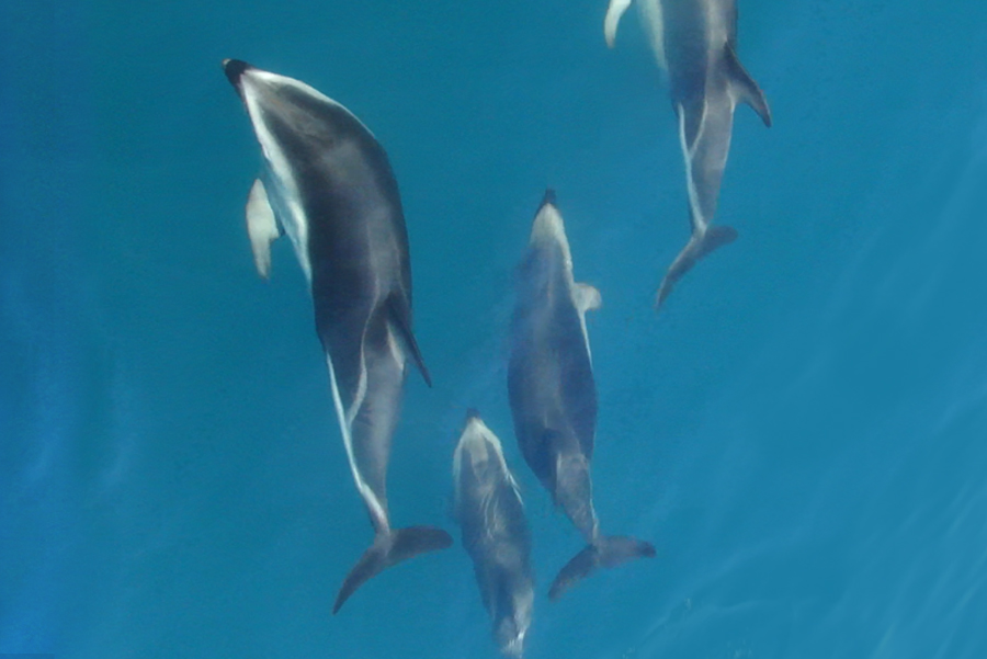 delfini che giocano
