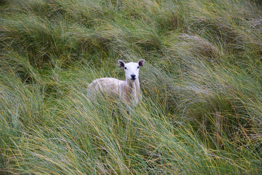 Pecore nelle highlands